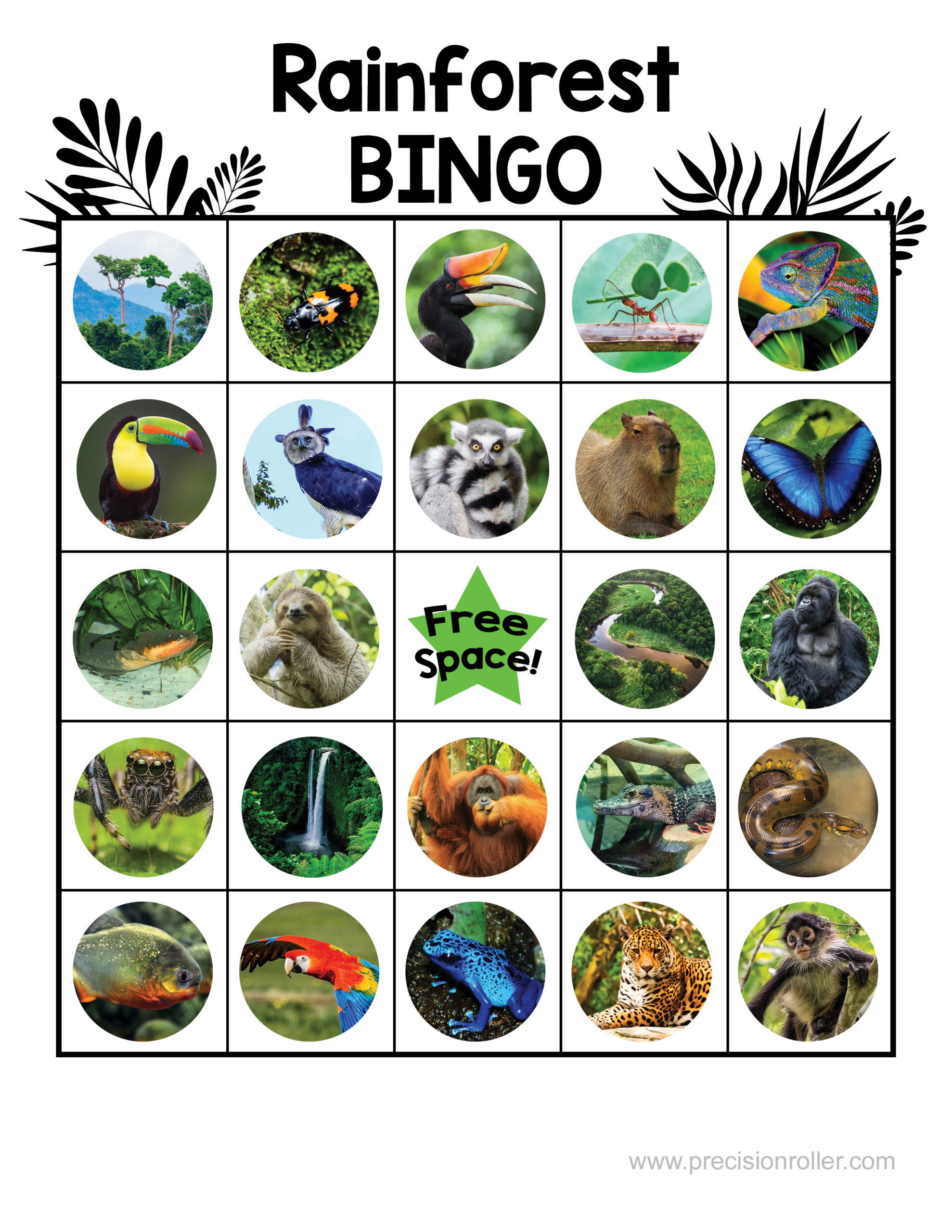 Rainforest Free Printable Bingo Cards - Precision Printables - Free Printable Rainforest Pictures